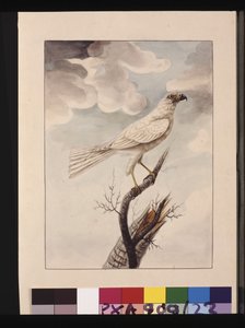 Seite 23. Weißer Habicht. Jetzt bekannt als Grauer Habicht, um 1789-90