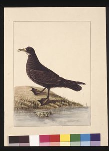 Seite 24. Fuliginous Peteril. Jetzt bekannt als Weißkinn-Sturmvogel, ca. 1789-90 von Sarah Stone