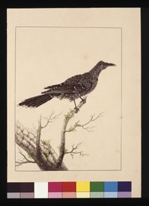 Seite 26. Wattled Bee Eater weiblich. Jetzt bekannt als Little Wattle Bird, ca. 1789-90