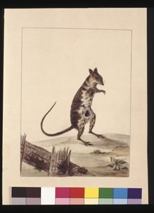Seite 27. Poto Roo oder Kängururatte. Jetzt bekannt als ein Roter Kängururatte, ca. 1789-90