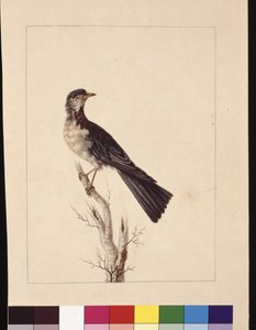 Seite 29. Port Jackson Drossel. Jetzt bekannt als Graudrossel, gesprenkelte Wachteldrossel?, ca. 1789-90