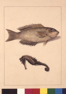 Seite 2. Cyprinaceous Labrus und Hippocampus. Jetzt bekannt als Lippfisch oder Papageienfisch und Seepferdchen, ca. 1789-90