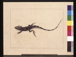 Seite 31. Muricierte Eidechse. Jetzt bekannt als Baumdrache, ca. 1789-90