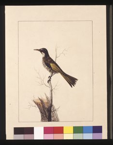 Seite 5. New Holland Creeper. Jetzt bekannt als Weißwangen-Honigfresser, ca. 1789-90