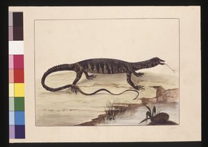 Seite 6. Bunter Eidechse. Jetzt bekannt als Goanna, um 1789-90