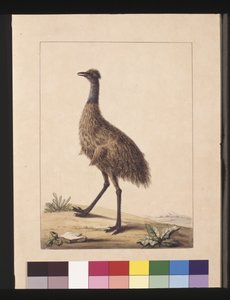 Seite 7. New Holland Kasuar. Jetzt bekannt als ein Emu, ca. 1789-90