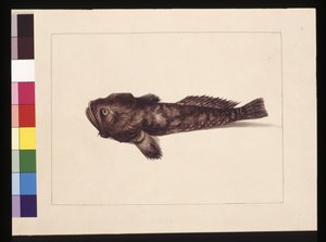 Seite 8. Zweifelhaftes Lophius. Jetzt bekannt als Froschfisch, ca. 1789-90 von Sarah Stone