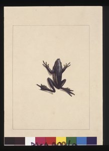 Seite 9. Blauer Frosch. Jetzt bekannt als ein Grüner Laubfrosch, ca. 1789-90