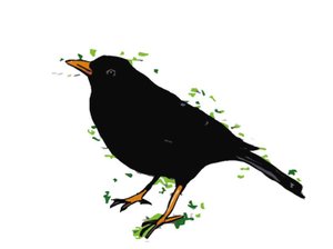 Amsel von Sarah Thompson Engels