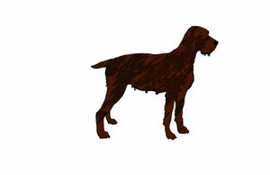 Hund