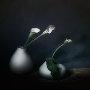 Stimmungsvolle Calla-Blüten von Saskia Dingemans