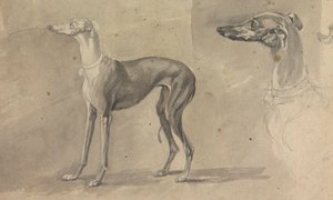 Ein Windhund von Sawrey Gilpin