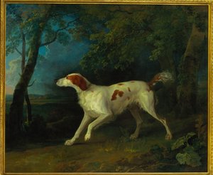 Ein braun-weißer Setter in einer bewaldeten Landschaft