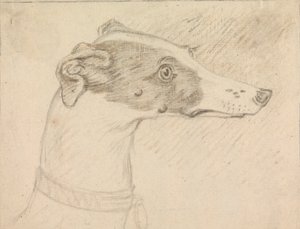 Kopfporträt eines Windhunds