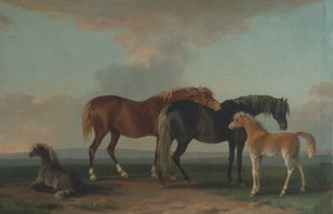 Stuten und Fohlen, nach rechts blickend