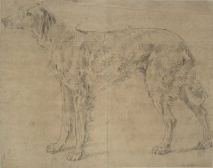 Jagdhund