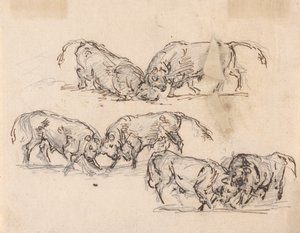 Studien des Stierkampfs von Sawrey Gilpin