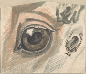 Studien von Gesichtszügen eines Pferdes