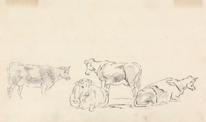 Studie von Rindern
