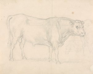 Studie eines Stiers von Sawrey Gilpin