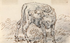 Studie eines Kalbs von Sawrey Gilpin
