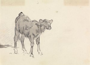 Studie eines Kalbs von Sawrey Gilpin
