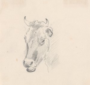 Studie eines Kuhkopfes von Sawrey Gilpin