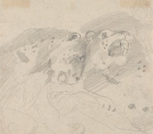 Zwei Leoparden