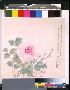 Album von Blumen und Vögeln, unbekanntes Datum von School Chinese