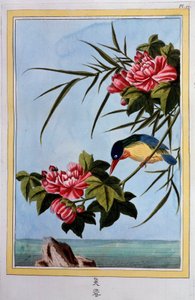 Vogel auf einem Ast (Vogel fliegt?) Gouache des 18. Jahrhunderts Dijon, Stadtbibliothek von School Chinese