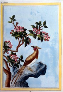 Chinesische Kunst: Blumen und Vögel. 18. Jahrhundert Dijon, Gravur, Stadtbibliothek von School Chinese