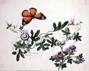 Passionsblume und Schmetterling von School Chinese