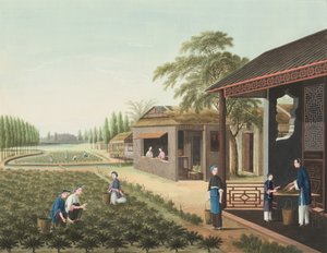 Teeproduktion, ca. 1820 (Körperfarbe und Goldfarbe auf Seide auf Papier aufgebracht)
