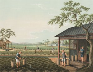 Teeproduktion, ca. 1820 von School Chinese