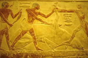 Altes Ägypten, Wandmalerei, Mastaba/Grab des Idout, Saqqara, 2323-2150 v. Chr., Stier für Opfer geschlachtet von School Egyptian