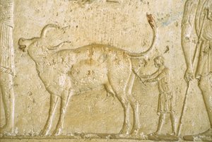 Altes Ägypten, Wandmalerei, Grab des Petosiris, Tuna el Gebel, 300 v. Chr., Geburtshilfe bei einer Kuh