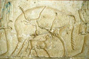 Altes Ägypten, Wandrelief/-malerei, Grab des Petosiris, Tuna Gabel, Tuna el Gebel, 300 v. Chr., Ein Kalb versucht zu säugen
