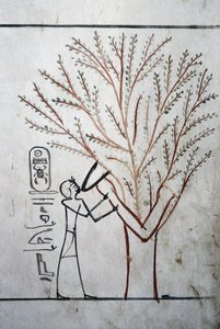 Luxor, Theben: Tal der Könige, Grab von Thutmosis III (-1504 - -1450), Pharao von Ägypten von School Egyptian