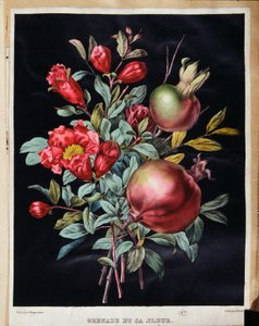 Granatapfel und seine Blüte - botanische Tafel von School French