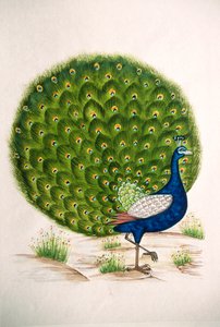 Miniaturmalerei auf Seide, Pfau