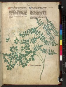 Spargula und Selbst, Tractatus de herbis (Kräuterbuch) um 1280-1310 von School Italian