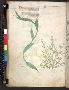 Tractatus de herbis (Herbal) c.1280-1310 von School Italian