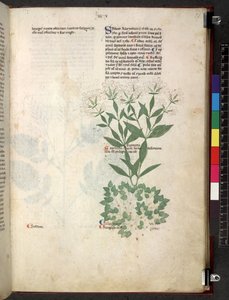 Tractatus de herbis (Kräuterbuch) ca. 1280-1310