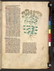 Egerton 747 Tractatus de herbis (Herbal) c.1280-1310