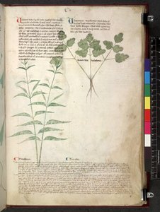 Egerton 747 Tractatus de herbis (Herbal) c.1280-1310 von School Italian