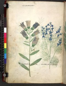 Egerton 747 Tractatus de herbis (Herbal) c.1280-1310 von School Italian