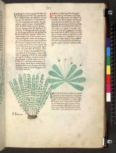 Tractatus de herbis (Kräuterbuch) um 1280-1310 von School Italian