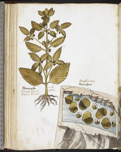 Harley MS 3736 f.58v Alraune, aus 