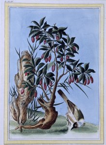 Vogel (japanischer Druck) von Japanese School