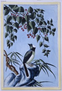 Vogel (japanischer Druck)